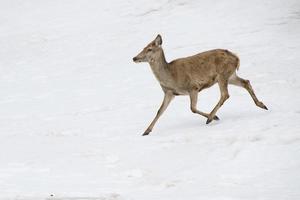 Hirsch auf dem Schneehintergrund foto