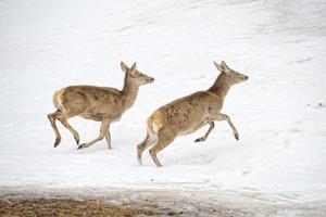 Hirsch auf dem Schneehintergrund foto