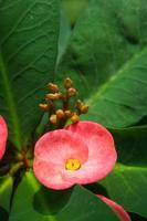 Rosa Poi sian Blume Blühen im das Garten foto