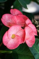 Rosa Poi sian Blume Blühen im das Garten foto