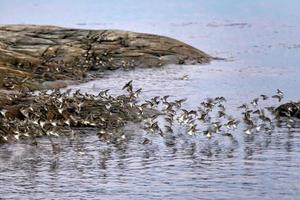 Vögel fliegend in der Nähe von das Ufer foto