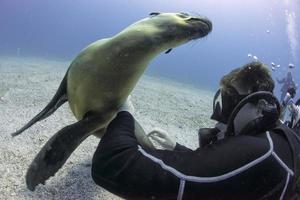 Seelöwenrobbe scheint einen Taucher unter Wasser anzugreifen foto