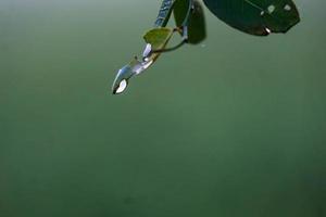 Nahansicht von Morgen Tau Wasser auf ein Teil von ein Pflanze Blatt. foto