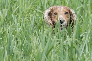 isolierter englischer Cockerspaniel auf dem Grashintergrund foto