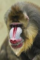 isoliertes Mandrill-Affenporträt foto