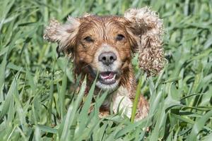 isoliert Englisch Cocker Spaniel während Springen auf Grün Gras foto