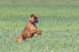 isolierter Boxer junger Hündchen beim Springen auf grünem Gras foto