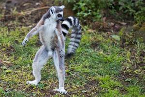 Lemur Affe während Stehen foto