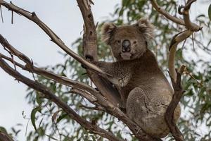 wilder Koala auf einem Baum, während er dich ansieht foto