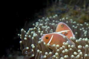 ein isolierter clownfisch, der dich auf cebu, philippinen anschaut foto