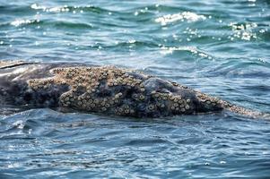 Grauwal nähert sich einem Boot foto