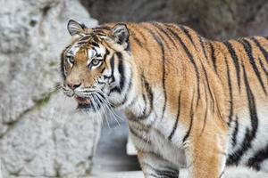 ein angriffsbereiter Tiger, der dich ansieht foto