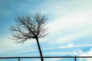 Aussicht von ein einsam blattlos Baum gegen das Himmel. foto