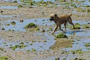 Tramp streunend Hund suchen zum Essen foto