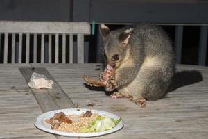 Bürstenschwanz-Opossum-Waschbär auf Känguru-Insel foto