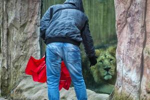 männlicher asiatischer Löwe, während er Sie im Zoo ansieht foto