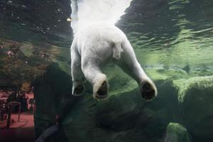 Weißer Bär unter Wasser im Zoo foto
