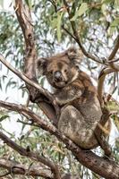 wilder Koala auf einem Baum, während er dich ansieht foto