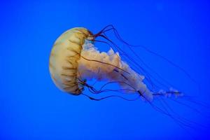 Aquarienquallen im tiefen Blau foto