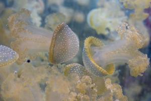 Aquarienquallen im tiefen Blau foto