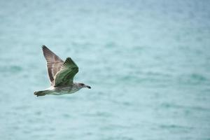 Möwe fliegt zu dir foto