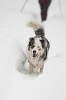 Blauäugiger Hund auf dem Schneehintergrund foto