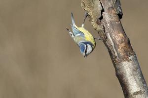 blaumeise blauer gelber und weißer vogel foto