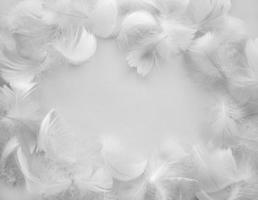 Weiß flauschige Vogel Gefieder. schön Nebel. Botschaft zu das Engel. Textur von zart Gefieder. Sanft Fokus, Kopieren Raum foto