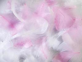 Rosa und Weiß flauschige Vogel Gefieder. schön Nebel. ein Botschaft zu ein Engel. das Textur von zart Gefieder. Sanft Fokus foto