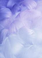 abstrakt verschwommen Hintergrund von Gefieder. Blau flauschige Vogel Gefieder. schön Nebel. das Textur von zart Gefieder foto