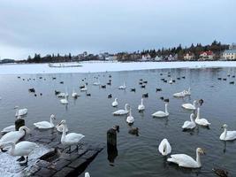 ein Aussicht von ein whooper Schwan im Reykjavik im Island foto