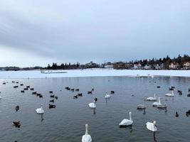 ein Aussicht von ein whooper Schwan im Reykjavik im Island foto