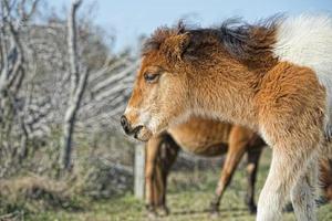 assateague pferd baby junger welpe wild pony foto