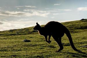 Känguru-Porträt-Silhouette auf grünem Gras foto