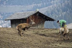 Hirsch auf dem Grashintergrund foto