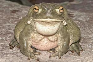 Stier Frosch schließen oben Porträt foto