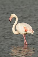 isoliert Rosa Flamingo suchen beim Sie foto