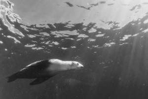 Seelöwe unter Wasser foto