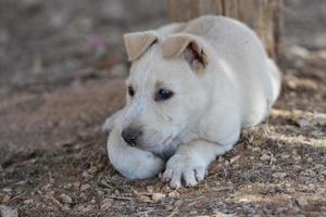 Welpe neugeborener weißer pommerscher Hund foto