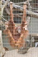 eingesperrt Orang-Utan Affe schließen oben Porträt foto