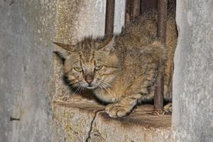 Katze Porträt auf Zelle Bar Fenster foto