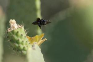 schwarze Biene fliegt über Kaktusblüte foto