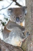 wilder Koala auf einem Baum, während er dich ansieht foto