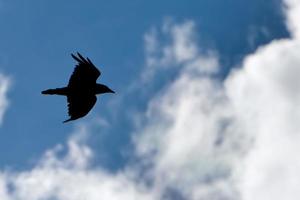 Rabe schwarz Silhouette während fliegend foto