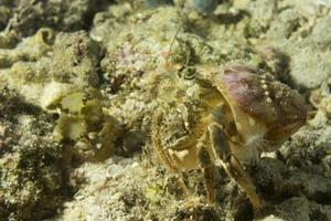 ein bunt Anemone Krabbe Porträt im Cebu Philippinen foto