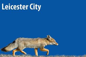 echte fuchs leicester city fußballverein tapete foto