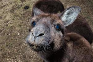 verwirrt Känguru-Porträt Nahaufnahme Porträt foto