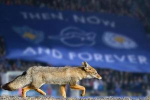 echte fuchs leicester city fußballverein tapete foto