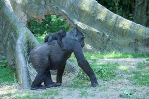 Babygorilla, der auf Mutter schläft foto