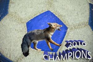 Blau Fuchs Leicester Stadt Premier Champion 2016 foto